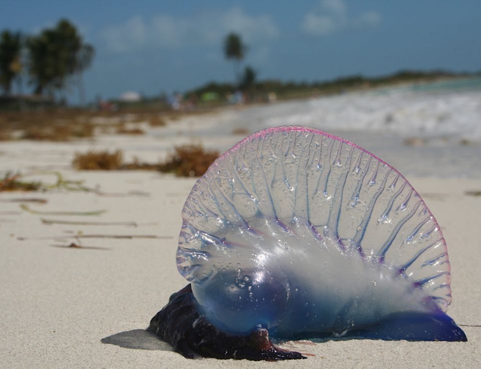 ހުޅުމާލޭ އަތިރިމަތީ ނުރައްކާތެރި ބާވަތެއްގެ ޖެލީފިޝްތަކެއް އުޅޭތީ ސަމާލުވާން އެދިއްޖެ