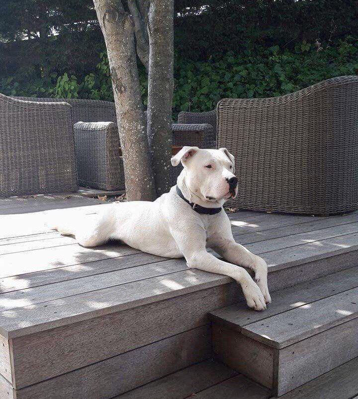 ކޯވިޑް-19: ބަލި ފެތުރުނީ މަގުމަތީގައި އުޅޭ ކުއްތާތައް ވާލުގެ މަސްކެއުމުން – ދިރާސާ