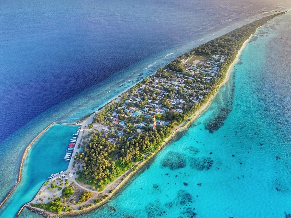 ވިހެއުމަށްފަހު އެއްލާލާފައި އޮތް ތުއްތު ކުއްޖަކު ދިގުރަށު ކުނިގޮނޑުން ފެނިއްޖެ