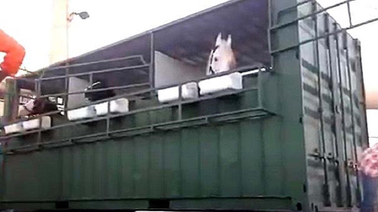 ކާގޯ ފެރީން އައްޑޫއަށް މިފަހަރު ގެންނަނީ އަސް