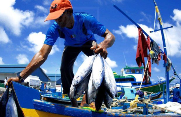 ޒުވާން މަސްވެރިޔާ ބުނީ 6 ޓަނު މަސް ބޭނީމަވެސް ލިބުނީ އެންމެ 342 ރުފިޔާ ކަމަށް!