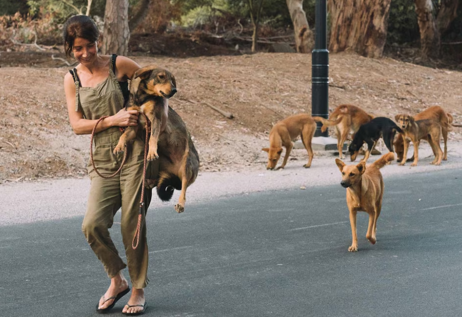 މޮރޮކޯއިން މަގުމަތީގައި އުޅޭ ތިން މިލިއަން ކުއްތާ މަރަނީ