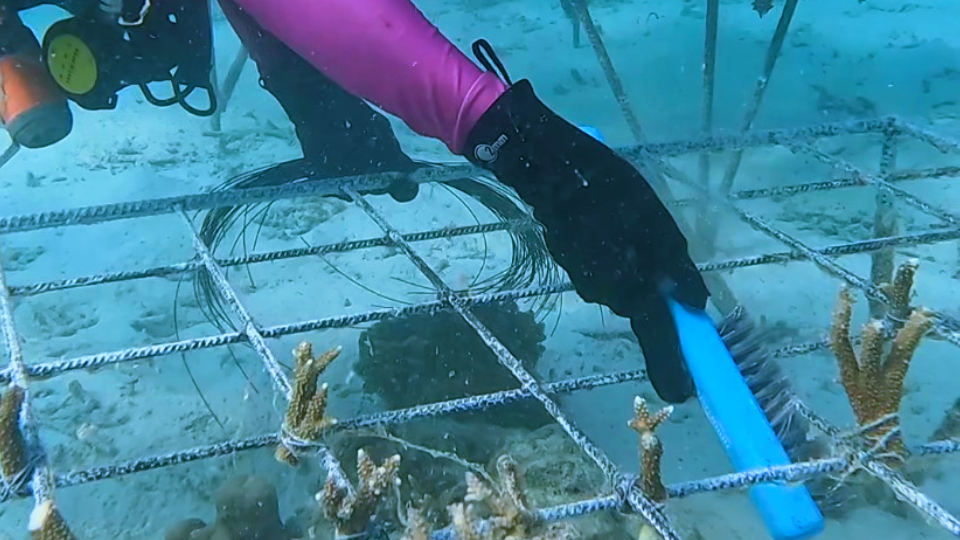 ޖޯލި ރިޒޯޓްގައި އީއައިއޭ ނުހަދައި މުރަކަ އިންދައިގެން ޖޫރިމަނާކޮށްފި