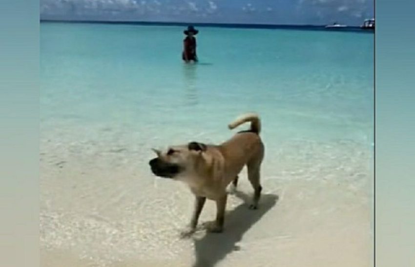 ފުލުހުން ގޮސް ތުލުސްދޫއަށް އެރުވި ކުއްތާ ބާލައިފި