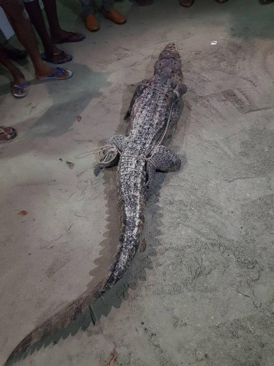 ކޮނޑޭއަށް އެރި ދެކިބުނލުގެ ތެރެއިން ބޮޑު ކިނބޫ އަތުނުވެ ފިލައިފި