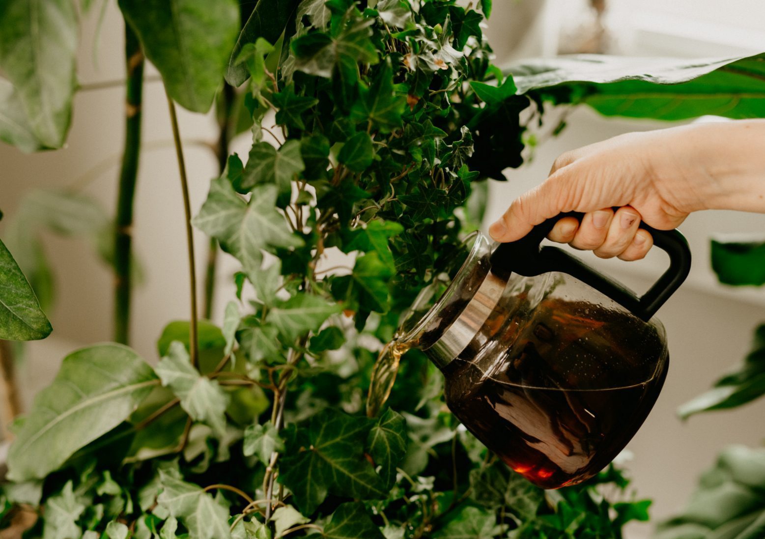 ހުސްނުވާ ކޮފީތަށި އުކާލުމުގެ ބަދަލުގައި ގަސްއިންދާފައި ހުރި ޕޮޓަކަށް އަޅާލާ