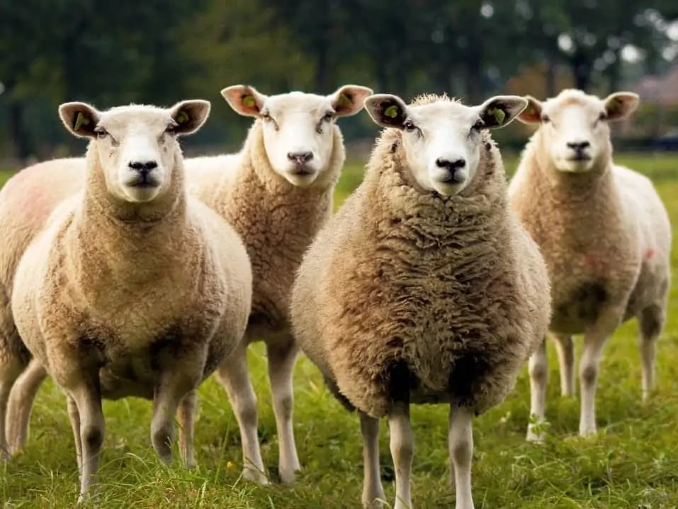 އުޟްޙިޔާ ކަތިލުމަކީ ސުއްނަތެކެވެ.