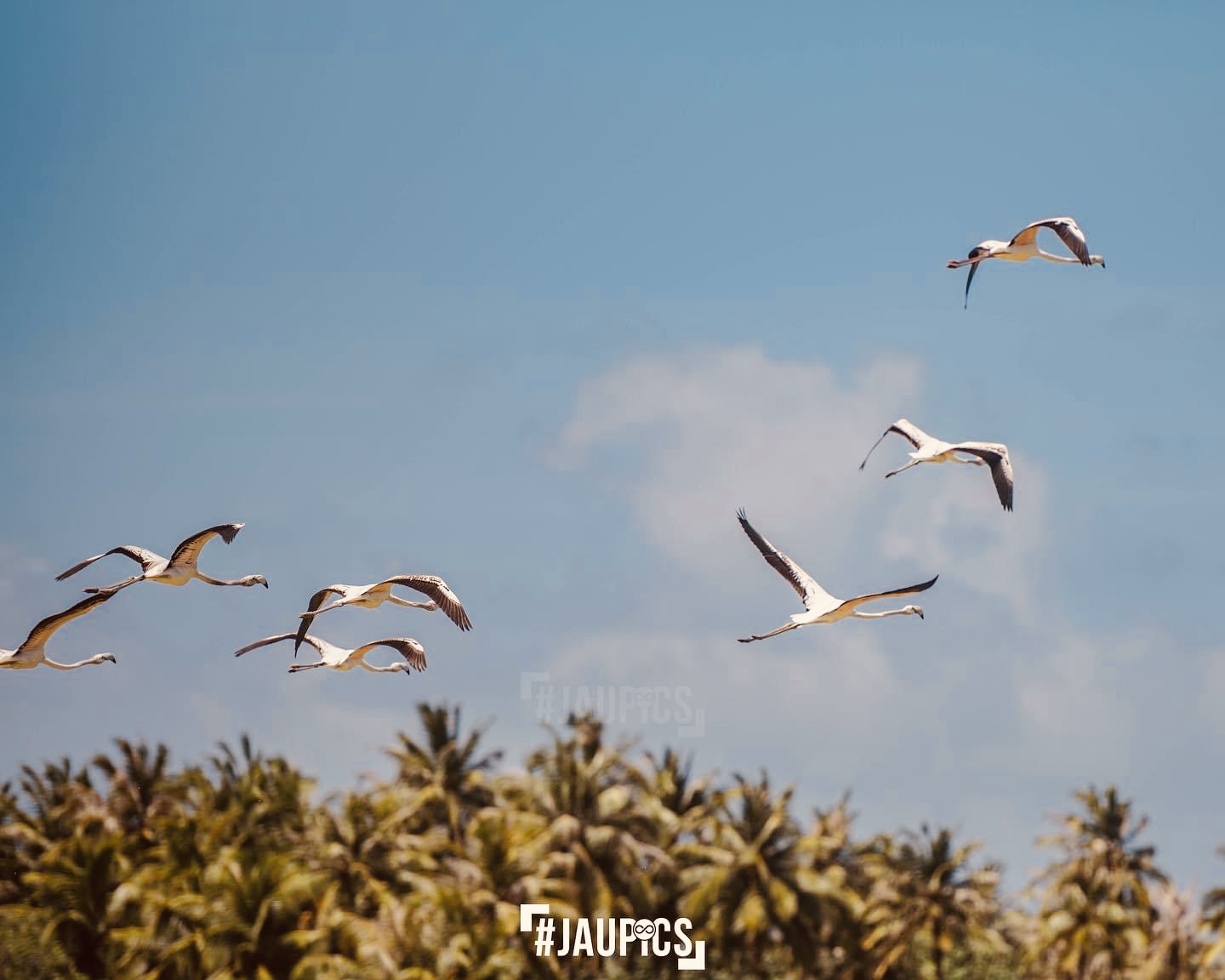 ގުޑުގުޑާ ދޫނި ވިއްކަން އުޅުނު މީހާ ހޯދައިފި!