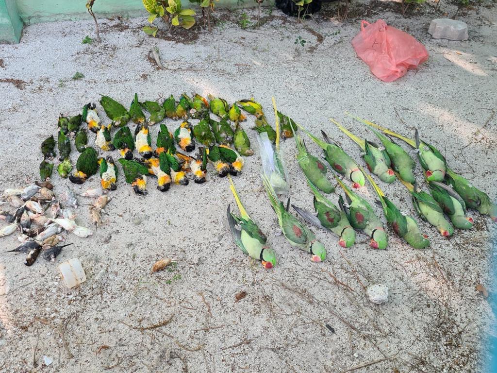 ޕެޓް މާސްޓަރގެ ދޫނިތަކާއެކު އިތުރު ދޫނިތަކެއްވެސް މަރާލިކަން ހާމަވެއްޖެ