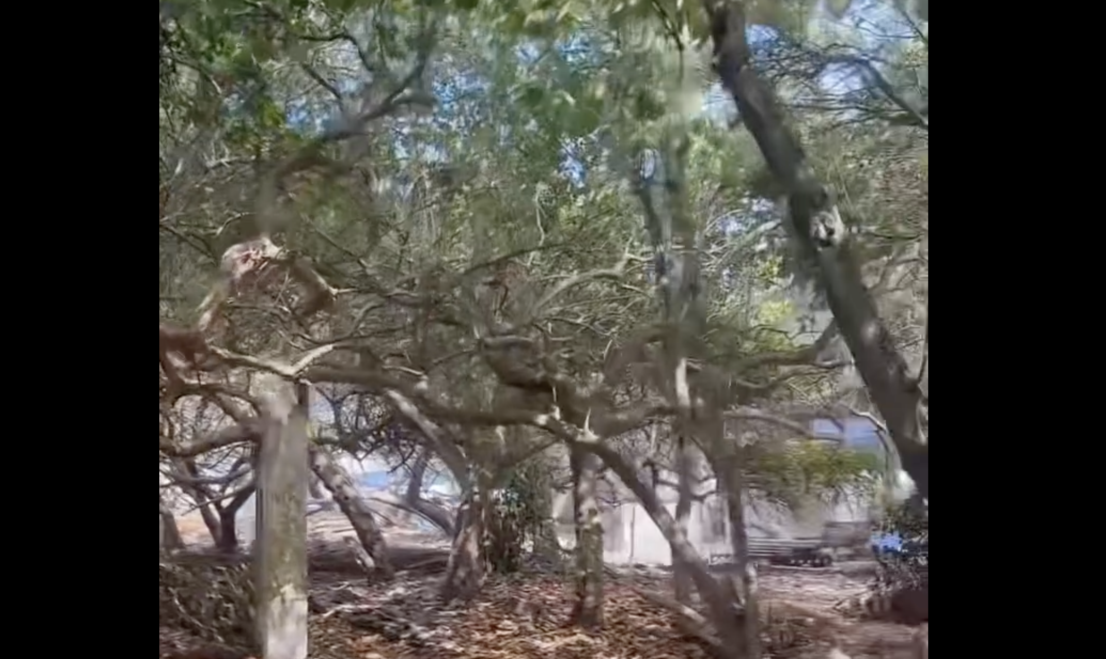 ވިލިމާލޭގެ ފުލެޓުތައް ގަސް ނެތް ސަރަހައްދަކަށް ބަދަލުކުރަން ގޮވާލައިފި