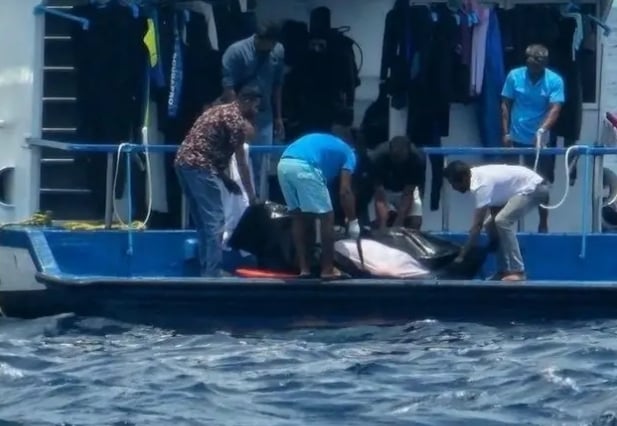 ފަތުރުވެރިޔަކު ދޯންޏެއްގެ ބުރަފަތީގައި ޖެހި ނިޔާވެއްޖެ