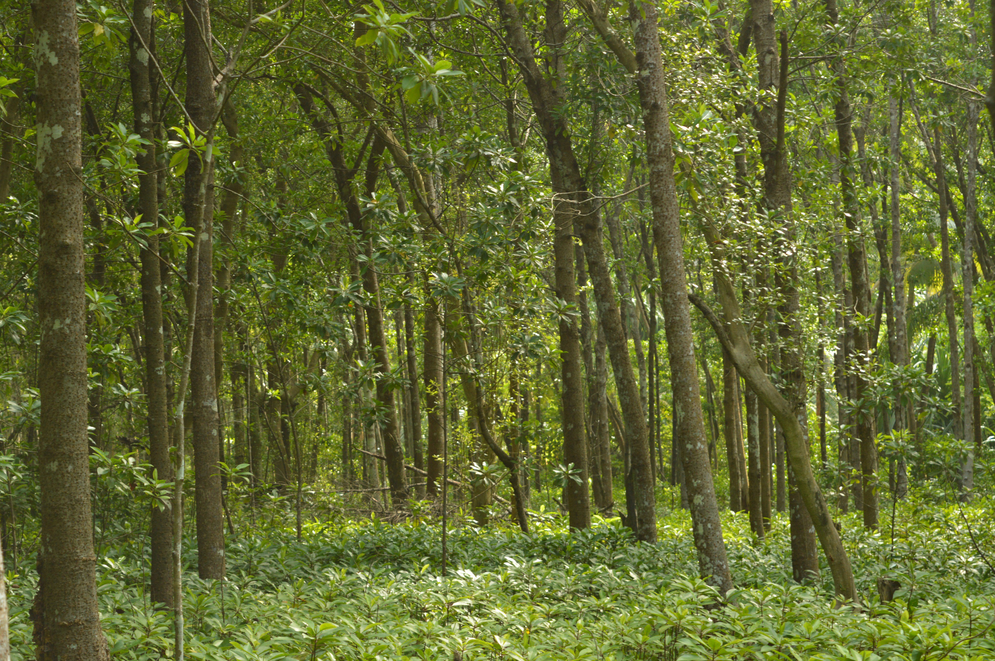 ކޭލަކުނުގައި ޓުއަރިޒަމް ތަރައްގީކުރުމަށް އީކޮކެއާއިން ދެކޮޅު