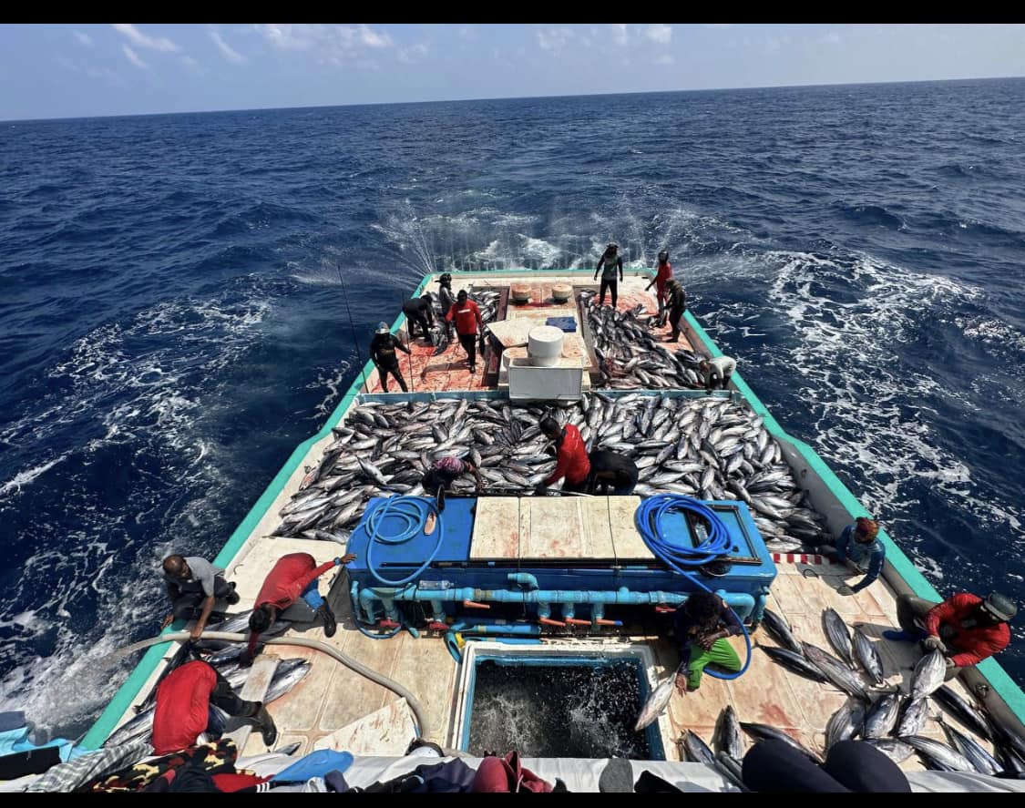 މަސްވެރިކަން ފާހަގަކުރެވޭ ވަރަށް ކުރިއަރަމުންދާކަމަށް މިފްކޯއިން ބުނެފި