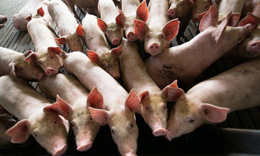 ސައިޕްރަސްގައި ފުޓް އެންޑް މައުތު ބަލި ކޮންޓްރޯލުން ބޭރަށް