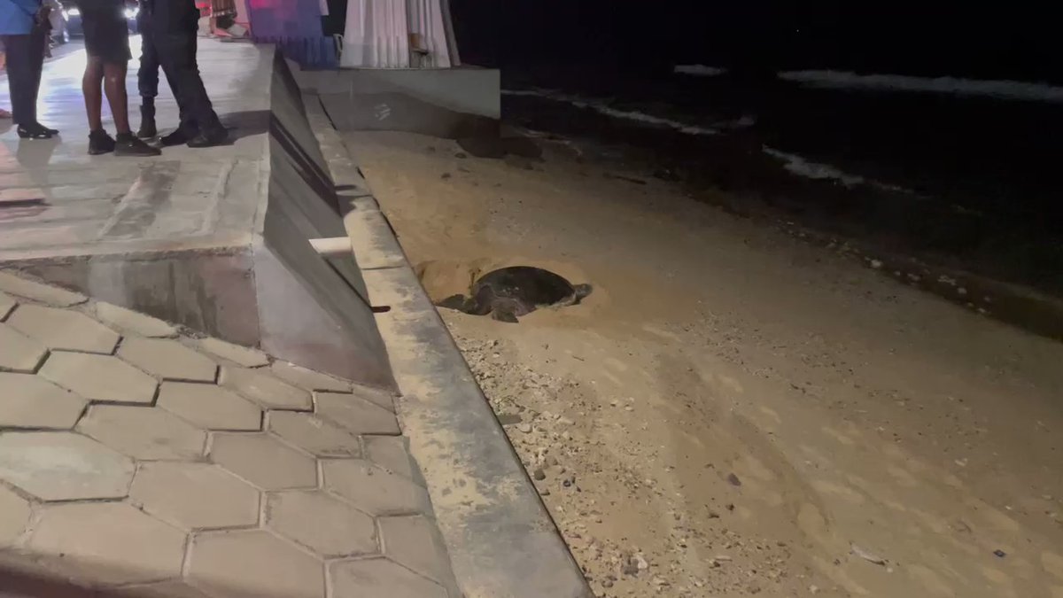 މާލެއަށް އެރި ވެލާ އެޅި ބިސްތައް ފޯސީޒަން ރިސޯޓަށް