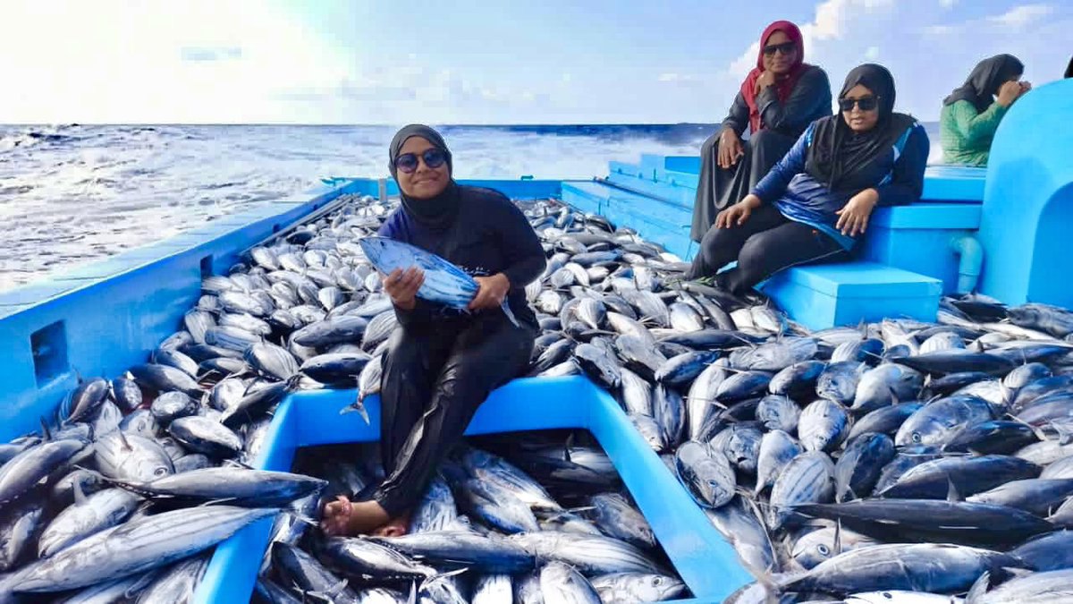 މަސްވެރިންގެ ދުވަސް: ނައިފަރު ކަނބަލުން ނުކުމެ 8 ޓަނު މަސް ބާނައިފި!