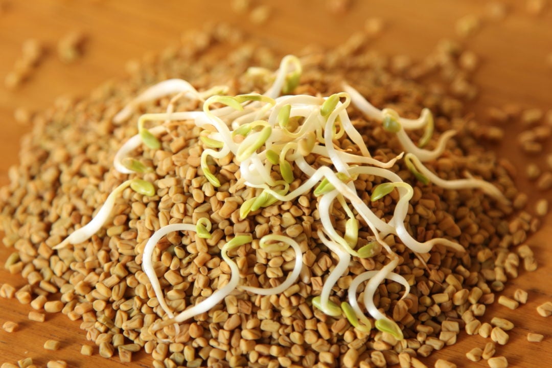 ކޮންމެ ދުވަހަކު ފެނުގްރީކް ބޭނުން ކުރާނަމަ ސިއްހަތަށް ވަރަށް ފައިދާ ކުރޭ