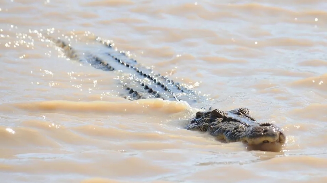 ފެންބޮޑުވުމާއި ގުޅިގެން މީހުން ރައްކާތެރިކުރަނިކޮށް ކުޑަކުއްޖަކަށް ކިނބުލެއް ހަމަލާދީފި