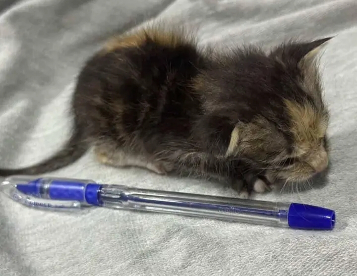 ނޯރީއަށް އެހީތެރިކަމުގެ އަތެއް: ބަލިކަސްތީގައިވާ މި ބުޅާ ސަލާމަތްކުރުމަށް ފަންޑު ހޯދަނީ