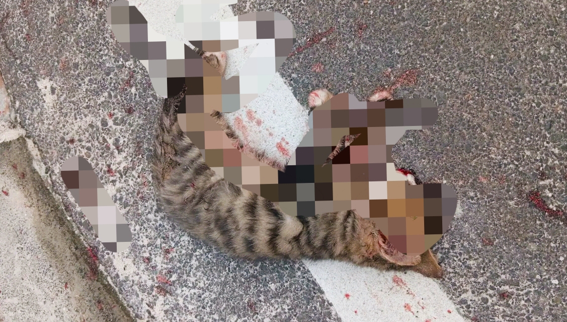 މާލޭގެ މަގުމަތީގައި ބުޅަލަކަށް ރަހުމްކުޑަ އަނިޔާތަކެއްކޮށް މަރާލައިފި