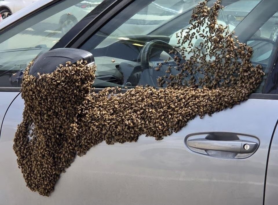 އިސްރާއީލަށް މިލިއަނުން މާބުރާއި ކުޅަނދުރުގެ ތޫފާނެއް