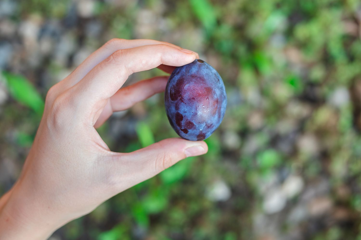 ޕްލަމް- ކަށިފީވުން ހިފަހައްޓައިދޭ، ކަށިތައް ވަރުގަދަކޮށްދޭ މޭވާއެއް!