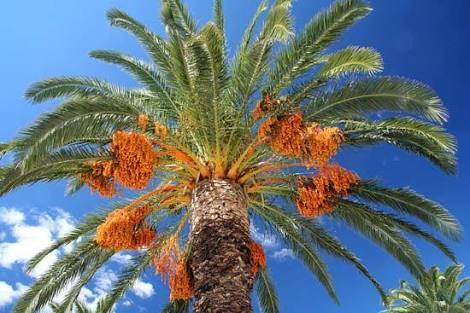 މިސާލުބަސް: ކަދުރު ރުކަށް އެރިމީހާގެ ނަދުރު