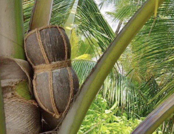 ވައިއެރި މުޙައްމަދުގެ ރާއެރިކަން