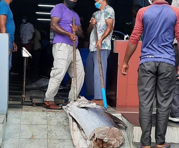 މަގުމަތީގައި ދަމާފައި ގެންގޮސް މާރުކޭޓުގައި މަސް ވިއްކާތީ ކަންބޮޑުވުން!