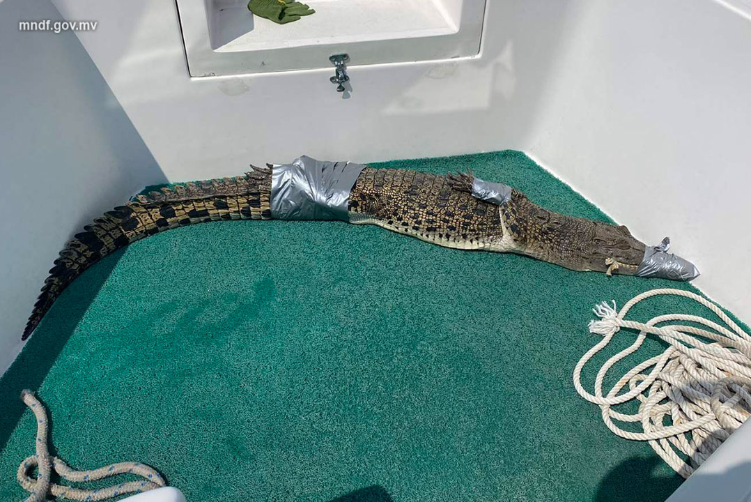 ހޯރަފުށި ކައިރިން ކުޑަ ކިނބުލެއް ހިފައިފި