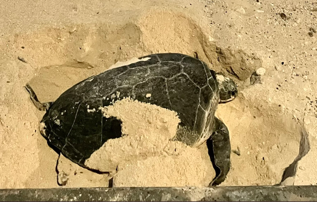 ސިނަމާލެ ބްރިޖް ސަރަޙައްދަށް ވެލައެއް އަރައިފި