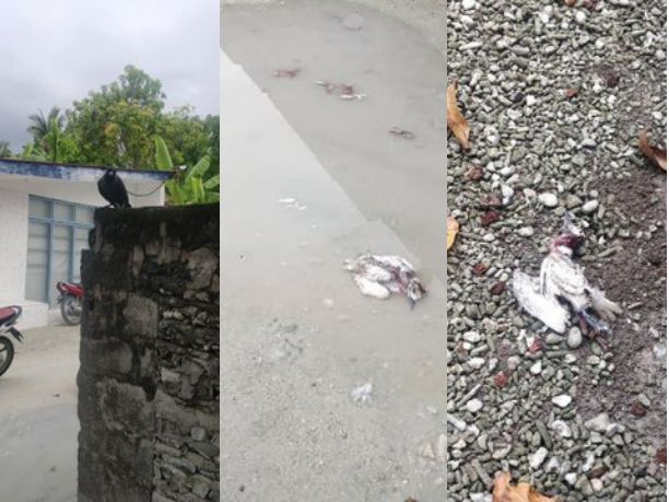 ކާޅުތަކުގެ އުނދަގޫ ބޮޑުވެއްޖެ: އައްޑޫގެ ދޮންދީނިތައް މަރައި ހުސްކުރަނީ