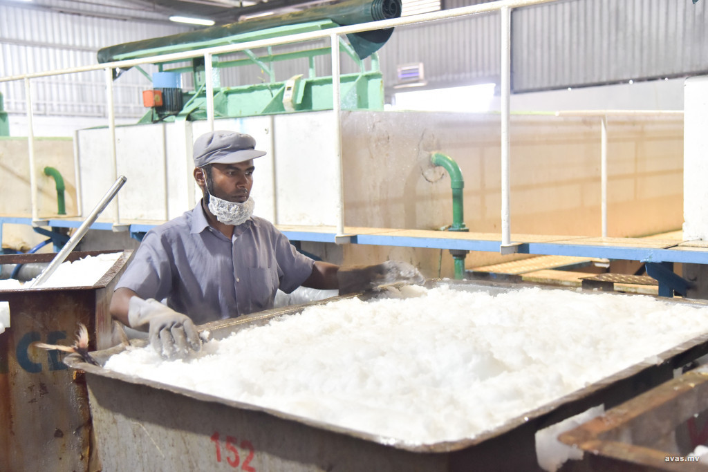 ފަސް ރަށެއްގައި އައިސް ޕްލާންޓް ގާއިމުކޮށްދޭނެ ބަޔަކު ހޯދަނީ