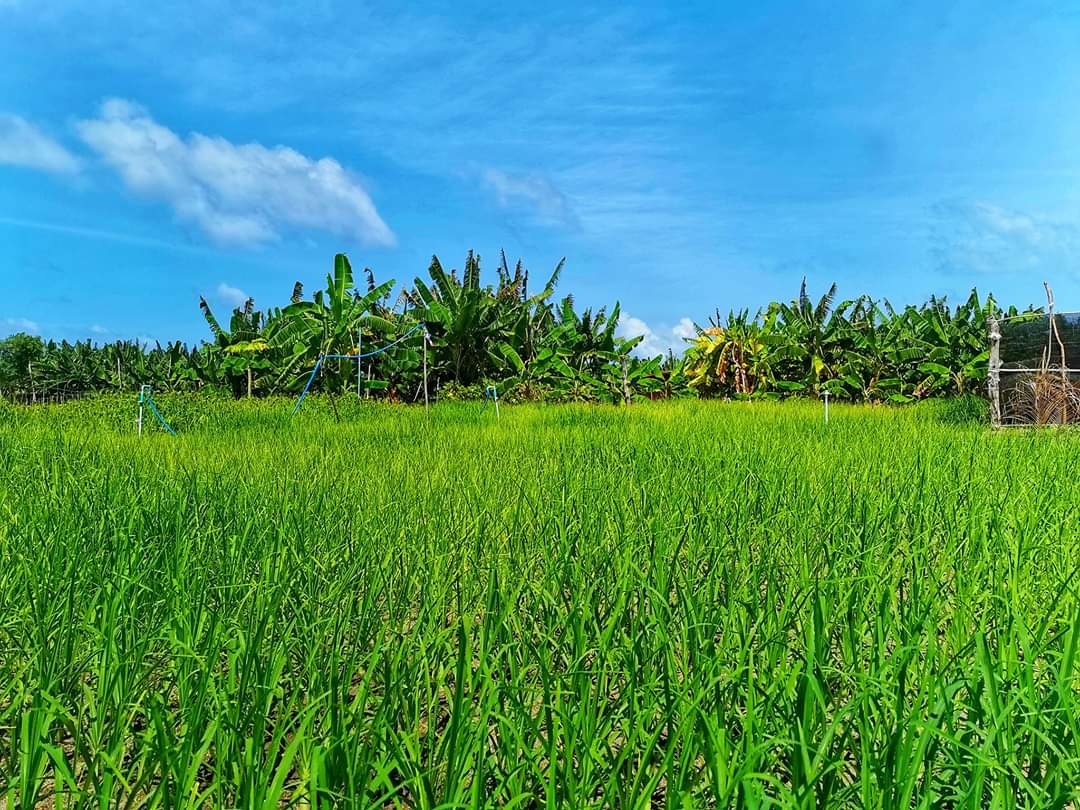 ދެވަނަ ބޮޑު ހަނގުރާމައިގެ ތަދުމަޑުކަމުގެ ދުވަސްވަރު ސަރުކާރުން އެޅި ބައެއް ފިޔަވަޅުތައް