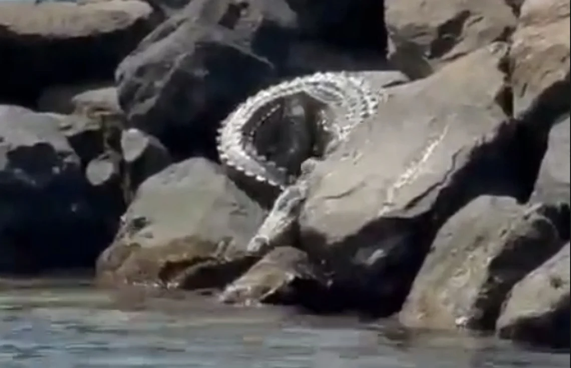 ރިސޯޓަކުން ފެނުނު ކިނބޫ އެމްއެންޑީއެފުން ހިފައިފި