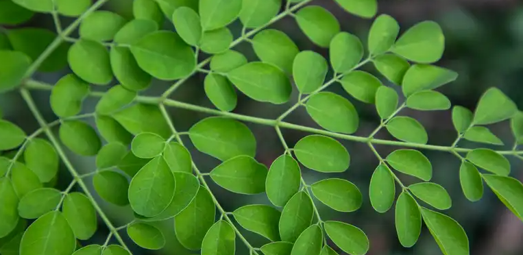 މުރަނގަ ފަތް: ހަޖަމުގެ މައްސަލަތަކުންނާއި ހަކުރު ބަލިން ދުރުކޮށްދޭ