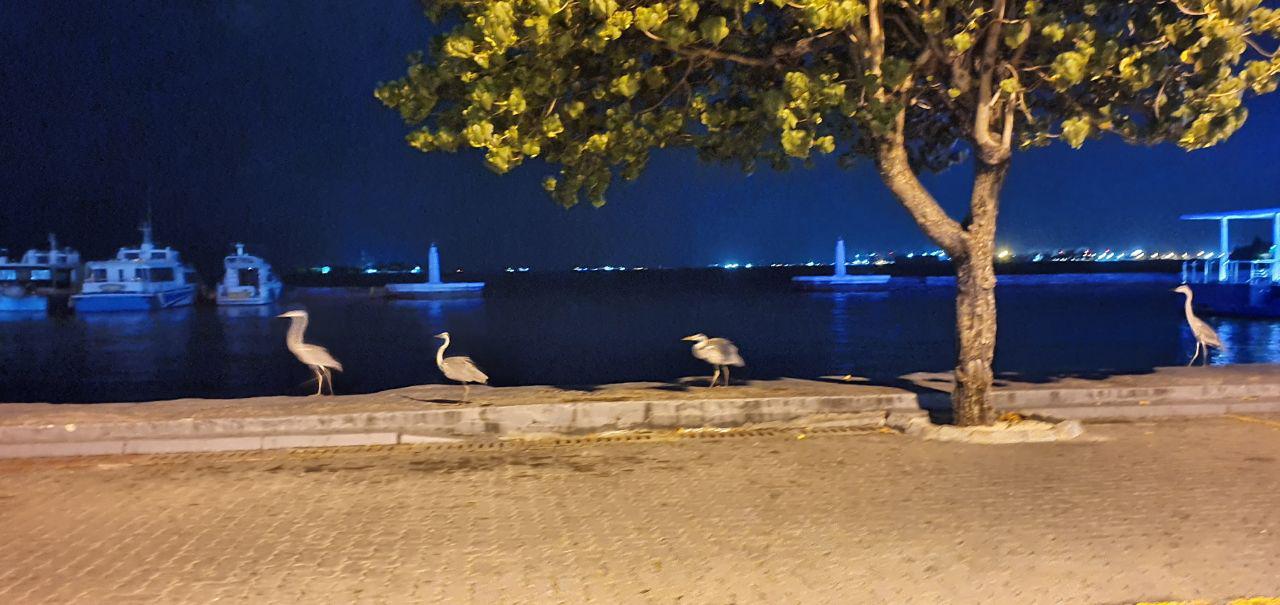 މާލޭގެ އެންމެ ކާރޫބާރޫ ބޮޑު ސަރަހައްދުގައި މިރޭ ރަސްކަން ކުރަނީ މާކަނާ