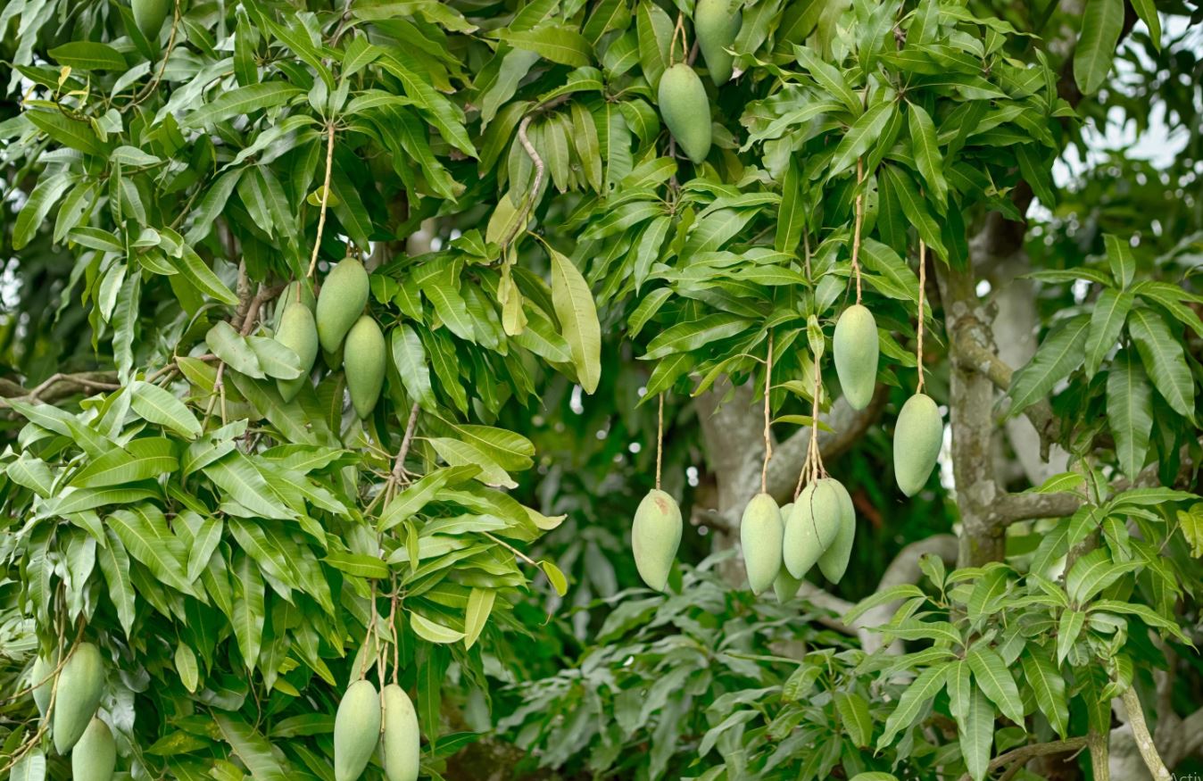 ކޯޓުގެ އަނބުގަހުން ވަގަށް އަނބު ބިން މީހަކު ޖަލަށް!