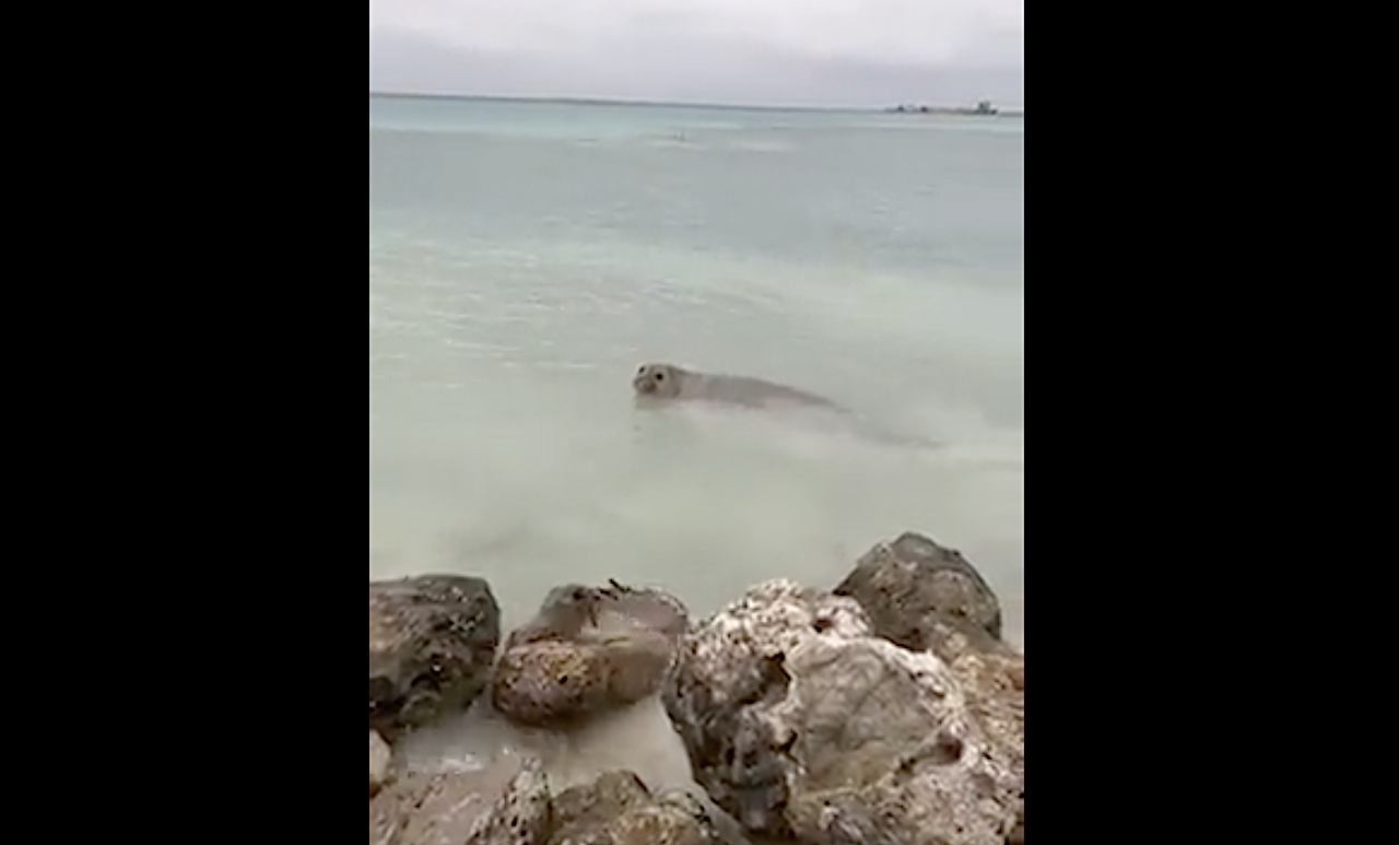 އައްޑޫހިތަދޫން ފެނުނު ސީލަށް ގޯނާ ނުކުރުމަށް އީޕީއޭ އިން އިލްތިމާސްކޮށްފި