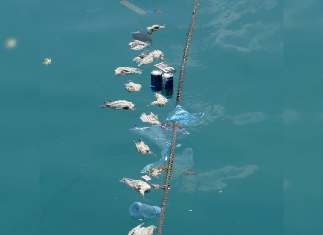 ހިމާޔަތްކޮށްފައިވާ ދޫނިތަކެއް މާލެ ފަޅުތެރޭގައި މަރުވެފައި