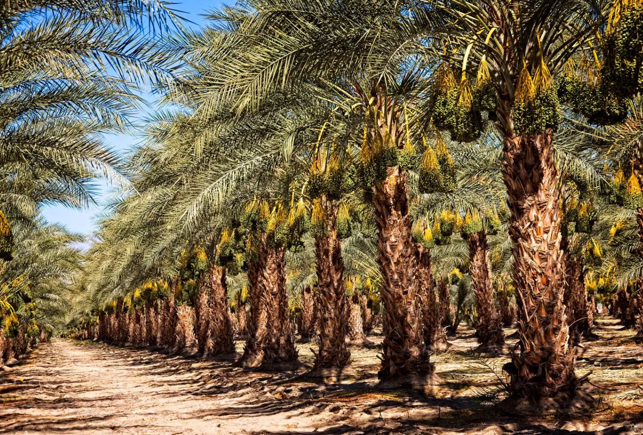 މާލޭގައި ކަދުރު ރުއް އިންދުމުގެ ހަރަކާތެއް ކުރިއަށްގެންދަނީ