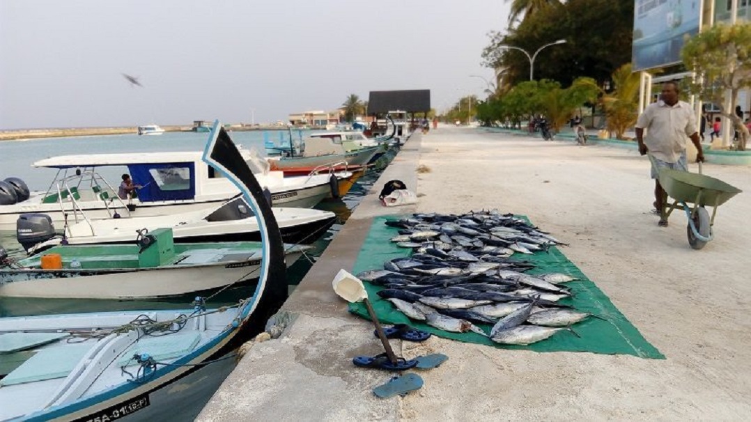 މާލޭގައި މަސްކަނޑާނެ އިތުރުތަނެއް ހަދަނީ