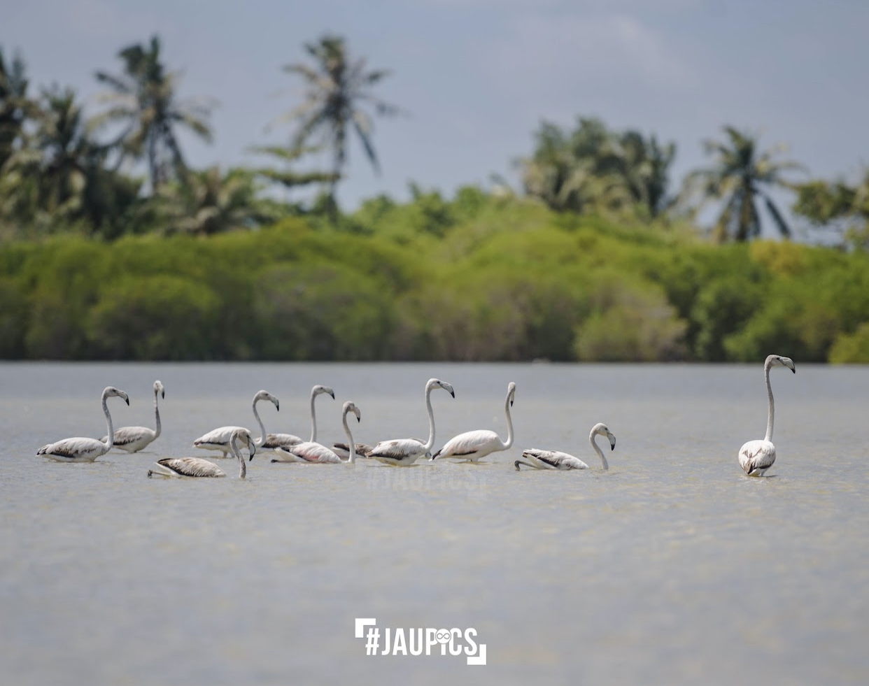 ހިޖުރަކުރި ގުޑުގުޑާދޫނިތަޖެއް ހިފި މައްސަލަ އީޕީއޭއިން ބަލަން ފަށައިފި