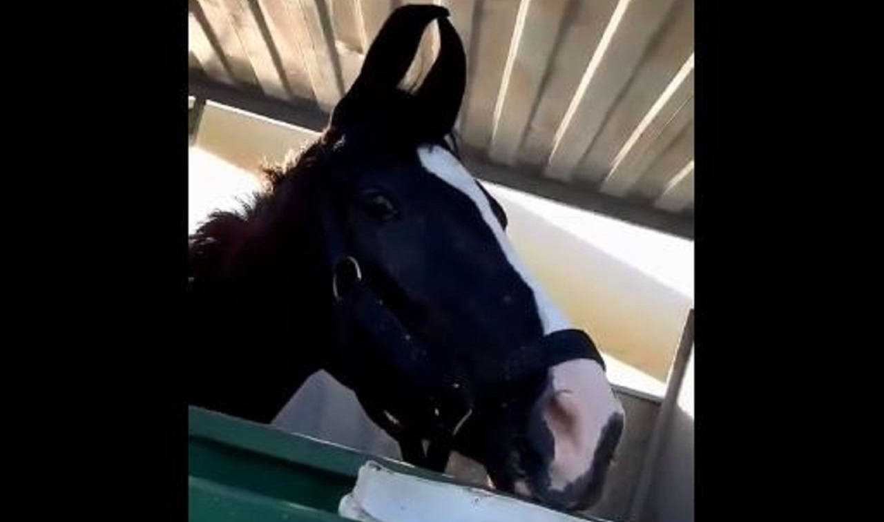 އައްޑޫ ސިޓީ ތަފާތު؛ އެންމެ ފަހުން އަސްތައް ގެނެސްފި