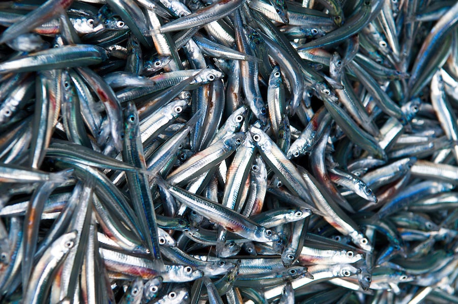 އެން މަދުވާ މިންވަރު ދެނެގަތުމަށް ދިރާސާއެއް