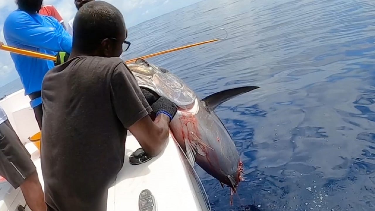 މިޔަރު ހިފުމާއި ވެލައާއި މަޑި ނެގުން އަދިވެސް މަނާ