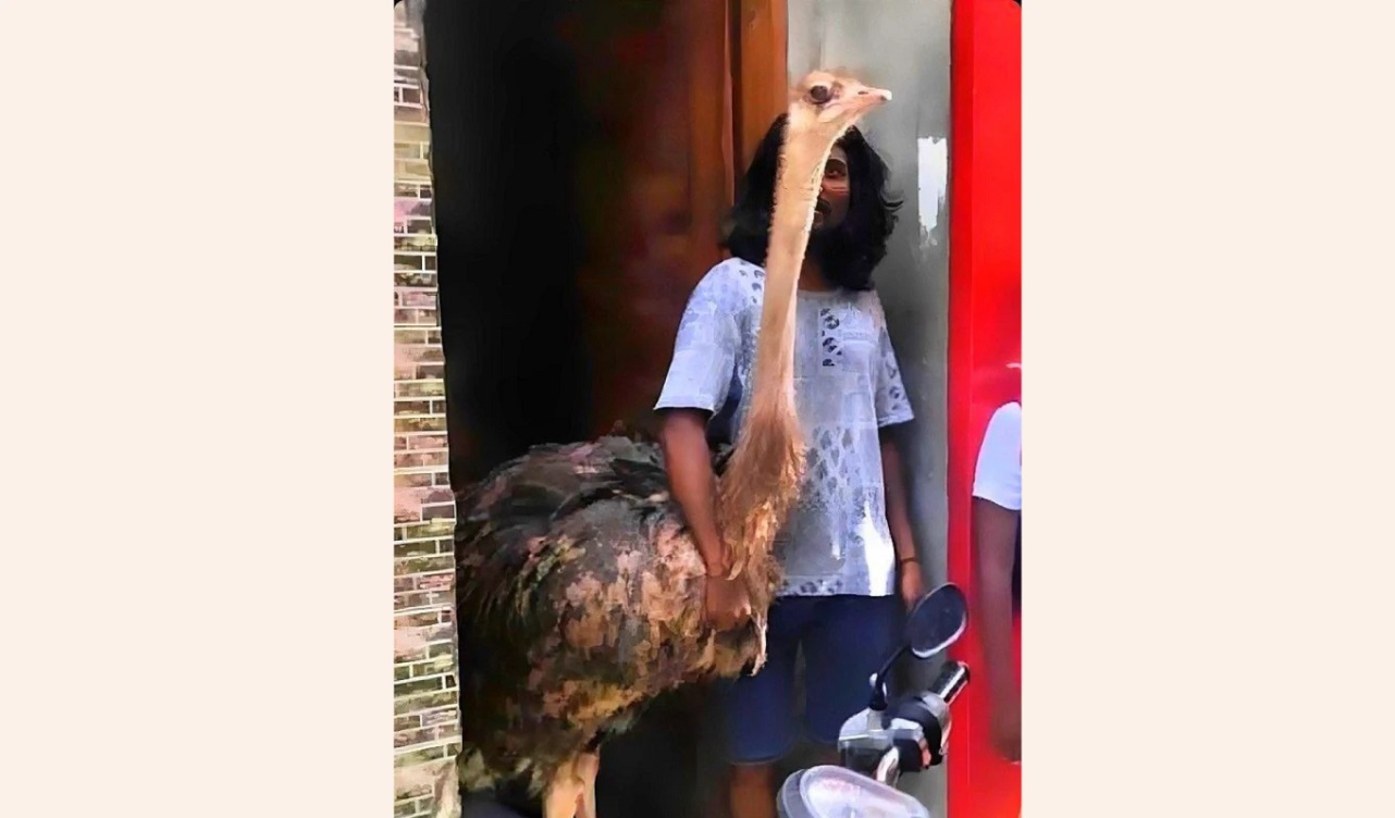 މާލޭގައި އޮޅުކޮށްގެން ގެންގުޅޭ އޮސްޓްރިޗްގެ ފައި ބުރިކޮށްލައިފި