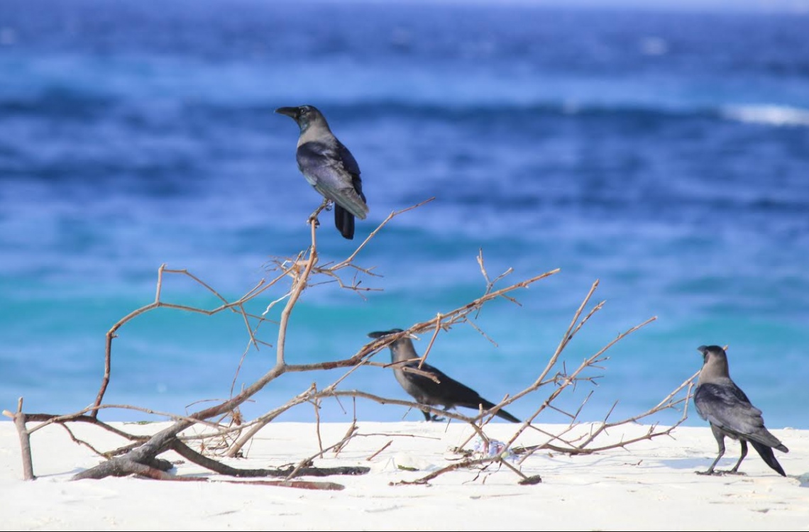 އައްޑޫގައި ކާޅު ގިނަވާތީ ކަންބޮޑުވުން ފާޅުކޮށްފި