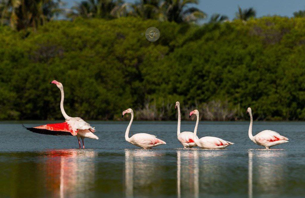 ފުލެމިންގޯތައް ކުޅުދުއްފުށީގެ މަށިކުޅިއަށް ތިރިކޮށްލައިފި!