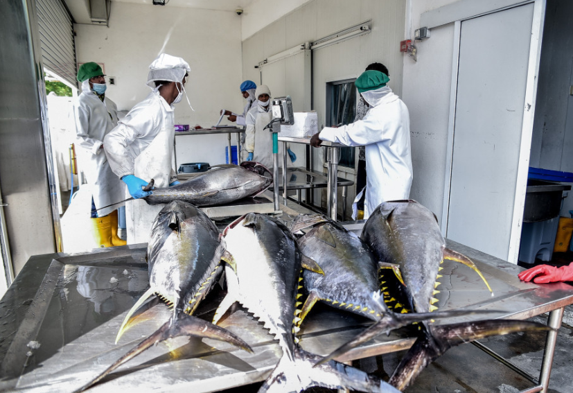 ރާއްޖެއިން އެކްސްޕޯޓު ކުރި މަހުގެ އަދަދު 64.7 އިންސައްތަ އިތުރު